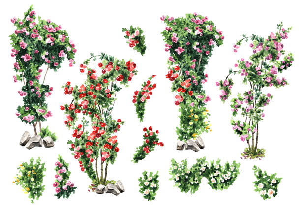 istock Climbing roses set. Hand drawn watercolor illustration isolated on white background 1304865590