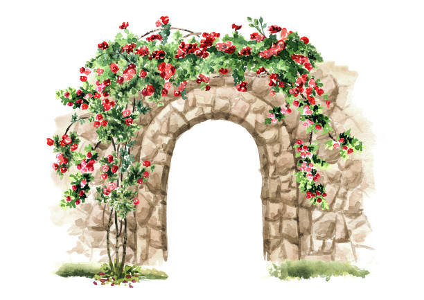 istock Old stone arch with wild climbing roses. Hand drawn watercolor illustration isolated on white background 1304865622