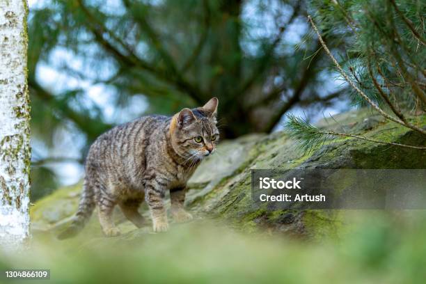 Baby Of Cat Kitten Playing In Garden Stock Photo - Download Image Now - Animal, Animal Body Part, Animal Eye