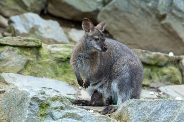 istock Closeup of a Red-necked Wallaby 1304866118