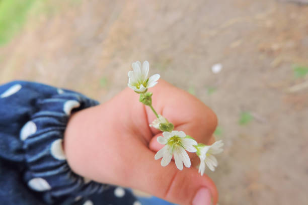 istock white wildflowers in a child