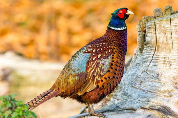 faisán en otoño.  colorido macho con cuello de anillo o faisán común encaramado en un tronco con hojas doradas de otoño - guardabosque trabajador de fincas fotografías e imágenes de stock