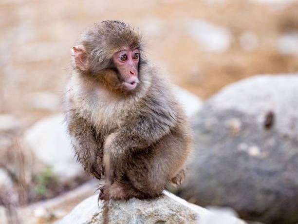 istock Young Japanese snow monkey near hot spring 3 1304868813