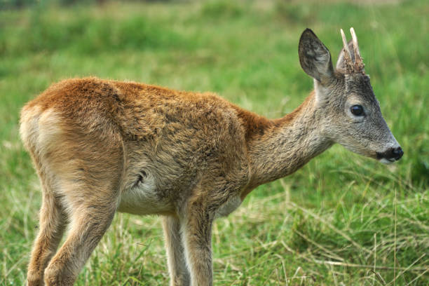 istock Spotted deer eating grass. A deer walks in the Park. A DOE walks in the forest. 1304869014