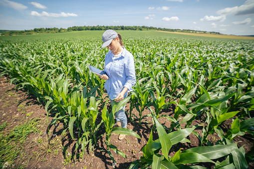 A Confident Business Farmer Woman Examining Harvest in an Organic Farm on a Brightly Lit Day. Agronomist Using Digital Tablet in Agriculture. Convenience in Quality Control. America's heartland.
