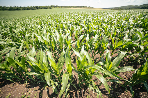 Corn crop in an Organic Farm on a Brightly Lit Day. America's heartland.