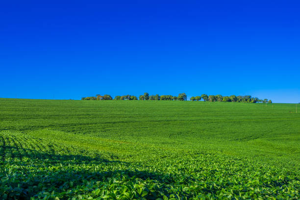 istock soy plantation, agriculture and development 1304869911