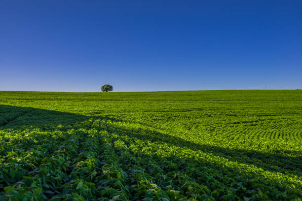 istock soy plantation, agriculture and development 1304869915