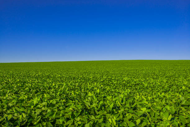 istock soy plantation, agriculture and development 1304869957