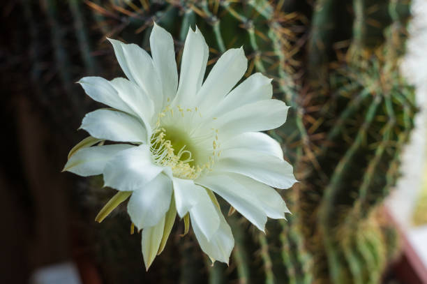 Cactus echinopsis tubiflora illuminated by soft evening sunlight, floral background, selective focus, close up Cactus flowers echinopsis tubiflora illuminated by soft evening sunlight, floral background, selective focus, closeup organ pipe coral stock pictures, royalty-free photos & images