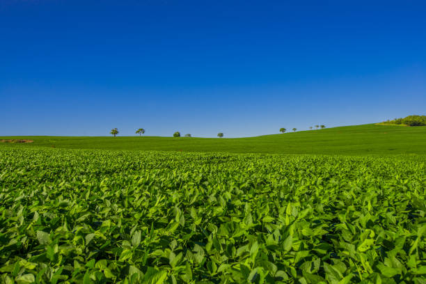 soy plantation, agriculture and development
