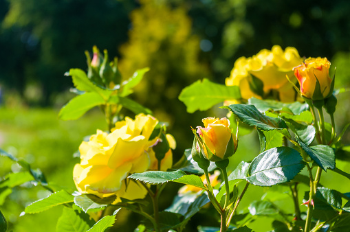 Full frame shot of a bouquet of yellow roses