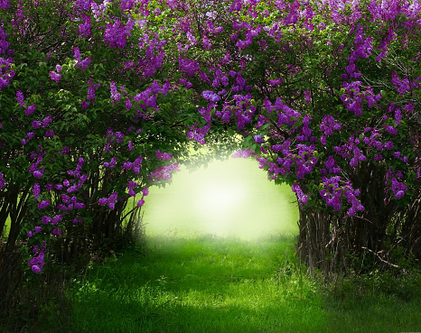 Fantasy background . Magic forest with road.Beautiful spring landscape.Lilac trees in blossom