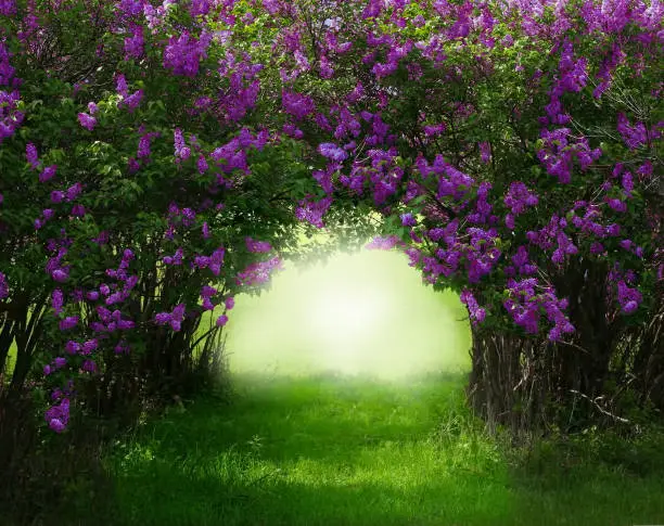 Photo of Fantasy background . Magic forest with road.Beautiful spring landscape.Lilac trees in blossom