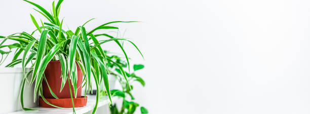 istock Green plants home decoration on white background 1304871512