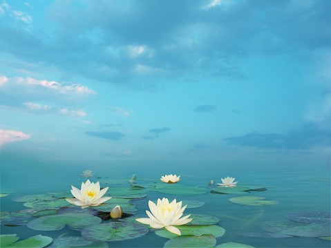 Beautiful summer landscape with white lilies. Lake with water lily flowers. Blooming waterlily nymphaea flowers in pond