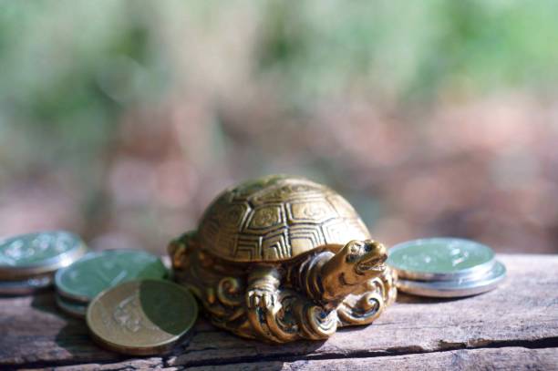 Turtle with coins on a colored natural background.