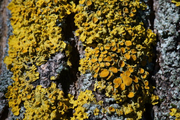istock Yellow lichen on the bark of a tree. 1304873184