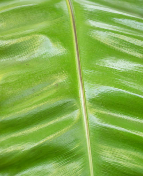 nahaufnahme mit einem blatt asplenium nidus, auch bekannt als vogelnest-farnpflanze - fern leaf plant close up stock-fotos und bilder