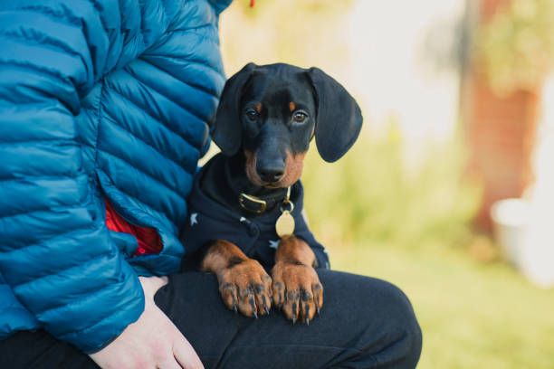 Man sitting with his pet doberman dog in the North East of England. They are in a garden.