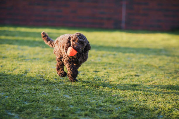 istock Labradoodle in his Garden 1304874003