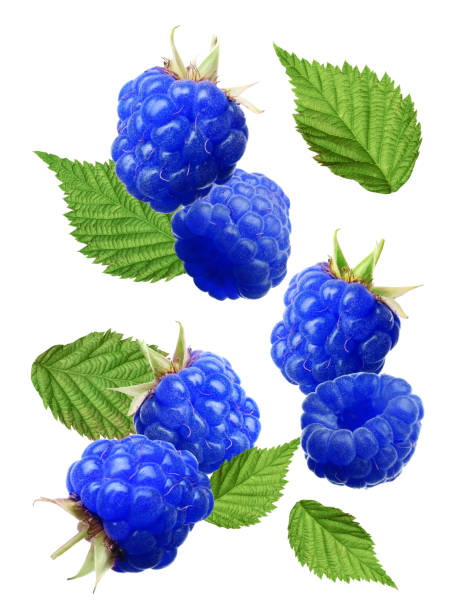 istock Falling fresh tasty blue raspberries on white background 1304876389