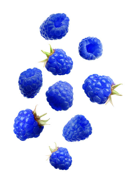 istock Falling fresh tasty blue raspberries on white background 1304876414