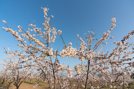 almond blossoms in the spring, the flowers are white and pink, it has green leaves, the branches are gray