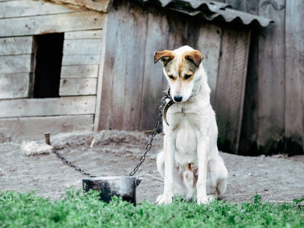 개 집 밖에 앉아 체인에 슬픈, 배고픈, 얇고 외로운 개. 동물 학대의 개념 - animal welfare 뉴스 사진 이미지