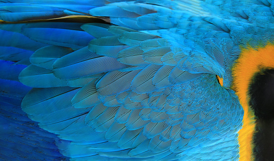 Blue with orange and black spot background part of macaw parrot bird feathers, beautiful nature texture