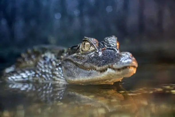 Photo of crocodile looks into frame. Alligator in the water near rocks. Reptile close-up