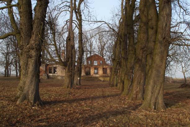 istock old trees on the background of ruins 1304880435