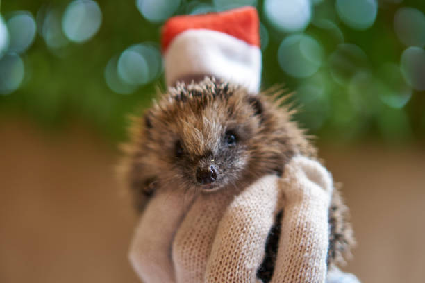 istock Little hedgehog butt for Christmas. hedgehog into lantern. animal's turned back. 1304880551