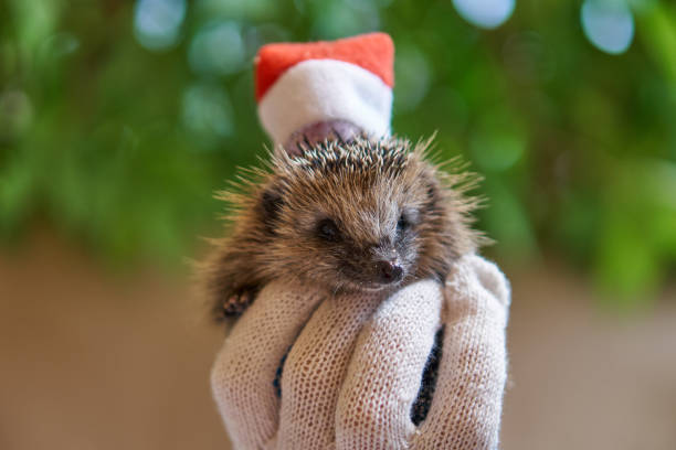 istock Little hedgehog butt for Christmas. hedgehog into lantern. animal's turned back. 1304880634