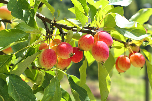 Crabapple tree full of apple fruits. Malus baccata, Dolgo variety.