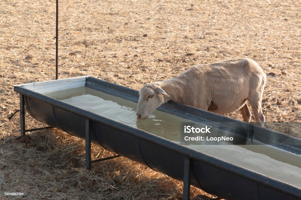 Ovejas bebiendo en una piscina en un campo de cereales secos - Foto de stock de Agricultura libre de derechos