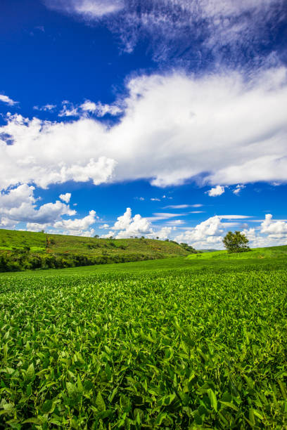 istock soy plantation, agriculture and development 1304882145