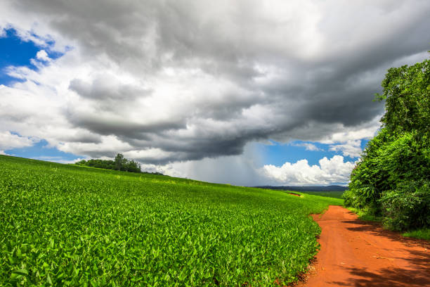 soy plantation, agriculture and development