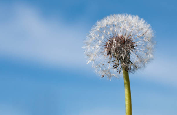 istock Dandelion blow flower on a blue sky background 1304883073