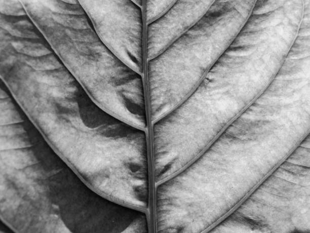 istock Abstract of Black and White Elephant Climber Leaf 1304883468