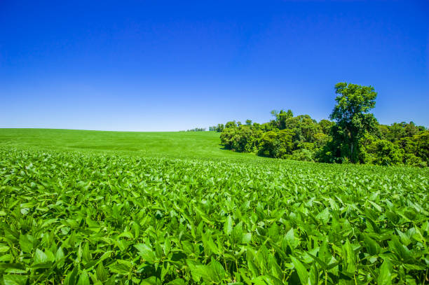 istock soy plantation, agriculture and development 1304883498