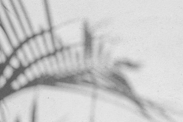 istock Black and White abstract background texture of shadows leaf on a concrete wall. 1304883500