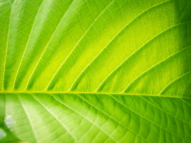 istock Pattern of Elephant Climber Leaf with The Water Drops 1304883563