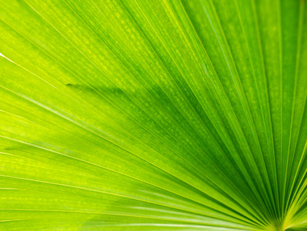 istock Pattern of Fountain Palm Leaf 1304884410