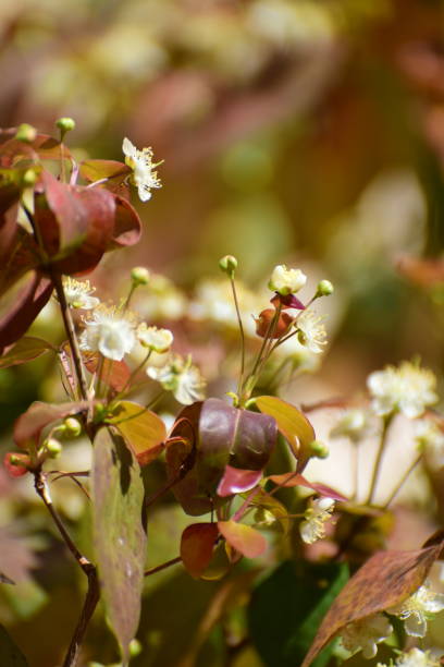 istock Flowering pitanga or Suriname cherry 1304884426