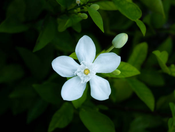 istock Gardenia Flowers Blooming 1304884435