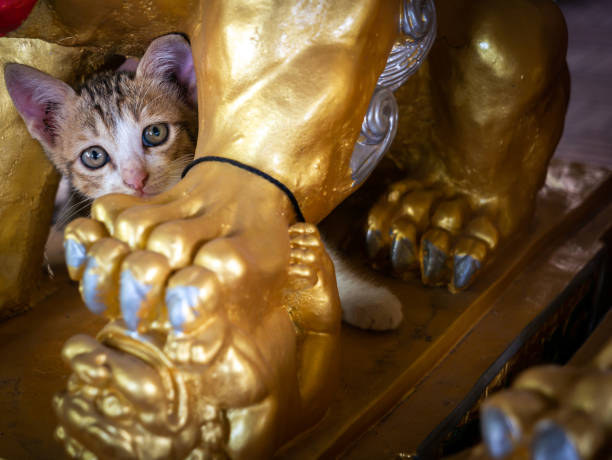 istock Kitten Hiding Happily in a Golden Chinese Lion Statue 1304884453