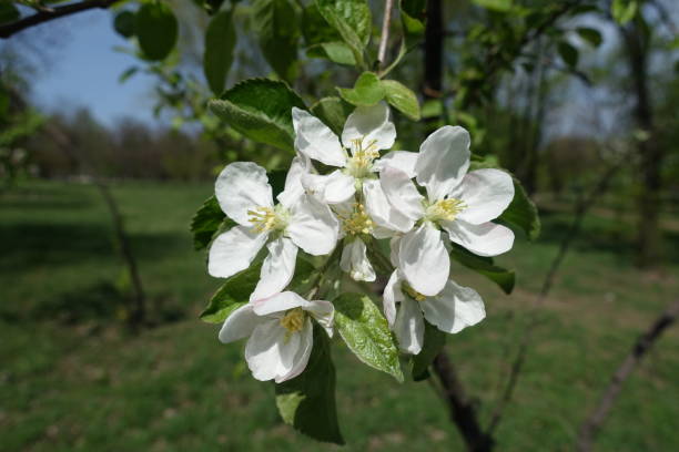 istock Pure white flowers of apple tree in April 1304884512