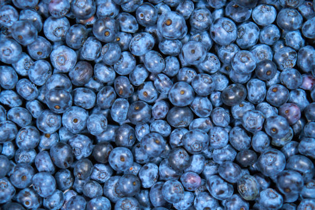 istock Background Blueberry. completely closed screensaver. Blue berries. Natural 1304885752