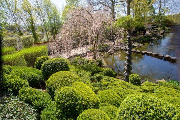 ehrfurcht kirschblüte (kirschbaum) und sträucher am teich mit koi fisch - idyllischer frühling - kaiserslautern stock-fotos und bilder